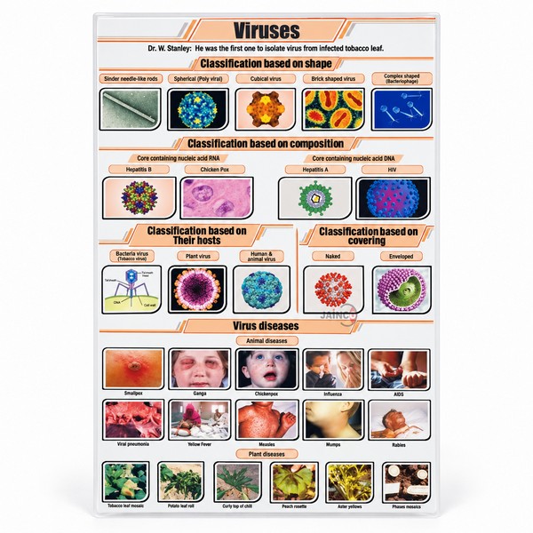 Viruses Chart